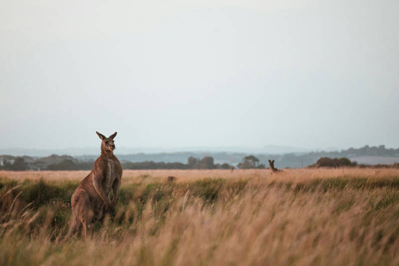 Twee kangoeroes die boven de graslanden uitkomen op het Australische platteland.