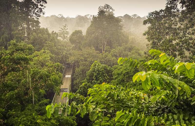 Borneo rejsedestination 2018