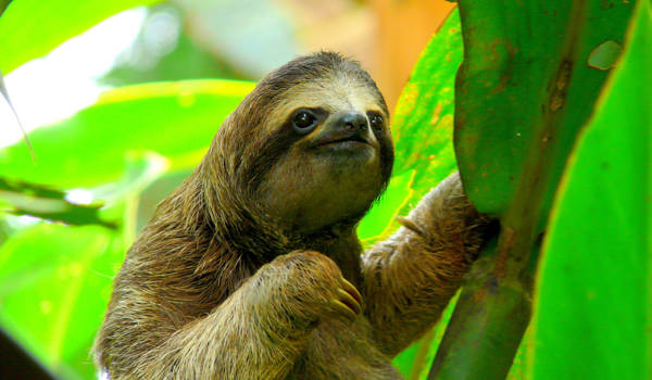 costa-rica-sloth-puerto-viejo-cover