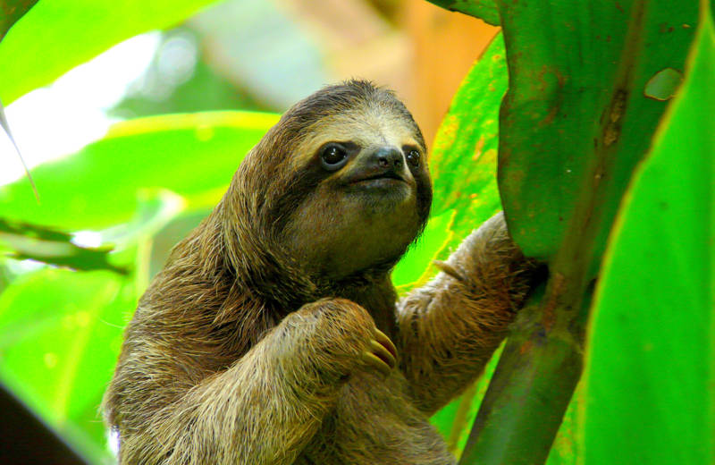 Sloth