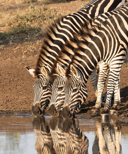 Ga op de mooiste safari rondreis tijdens jouw reis