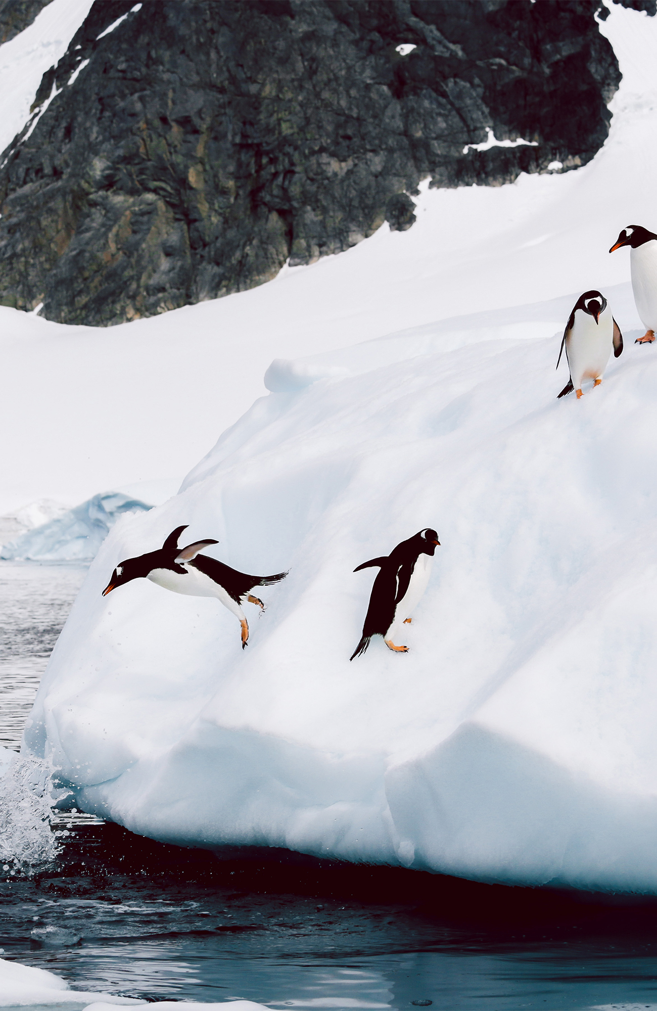 Pinguïns in Antarctica 