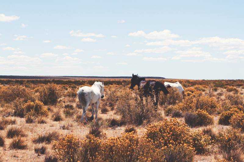 Paarden in de natuur in Argentinië