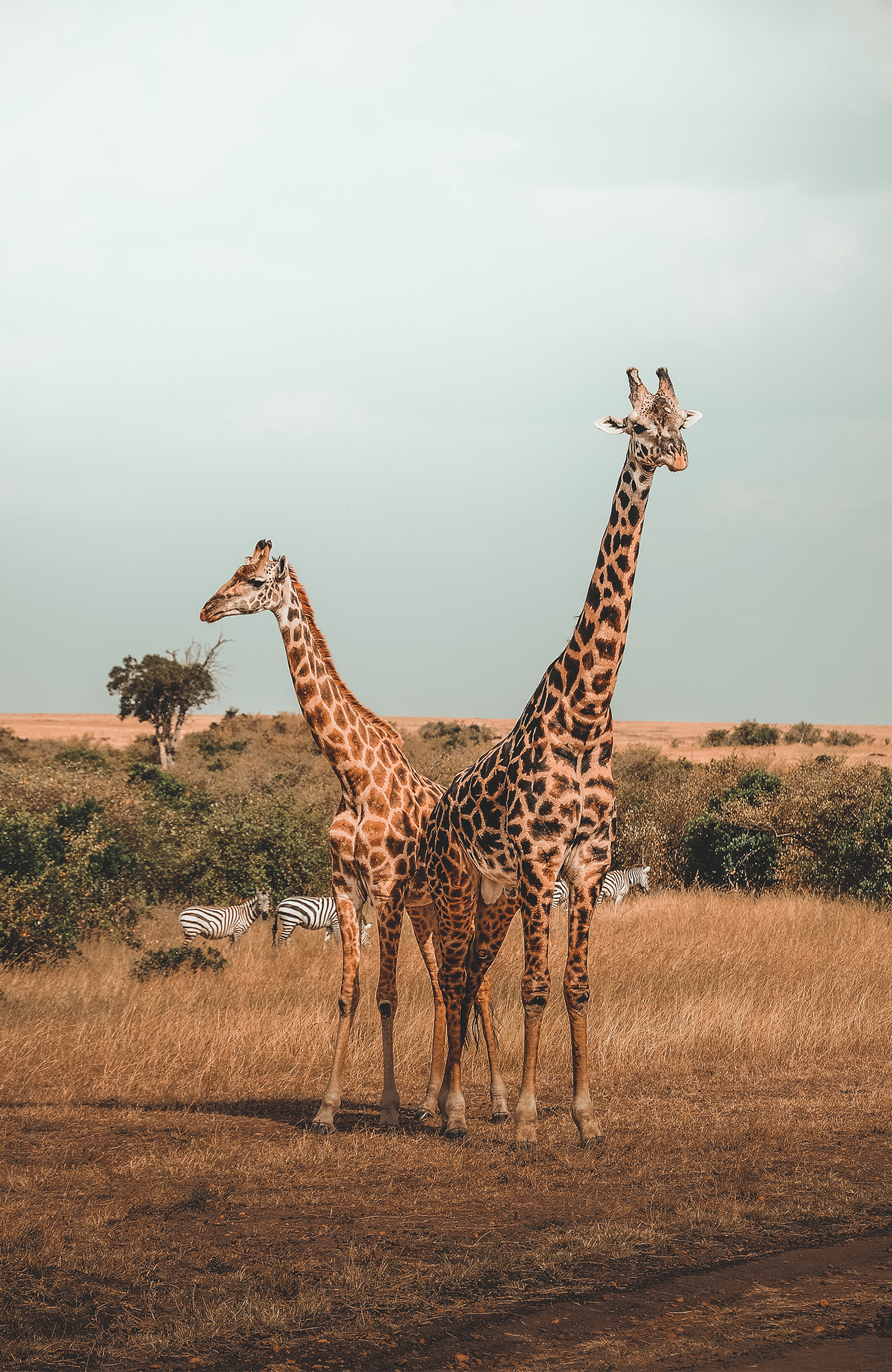 Giraffen in Kenia