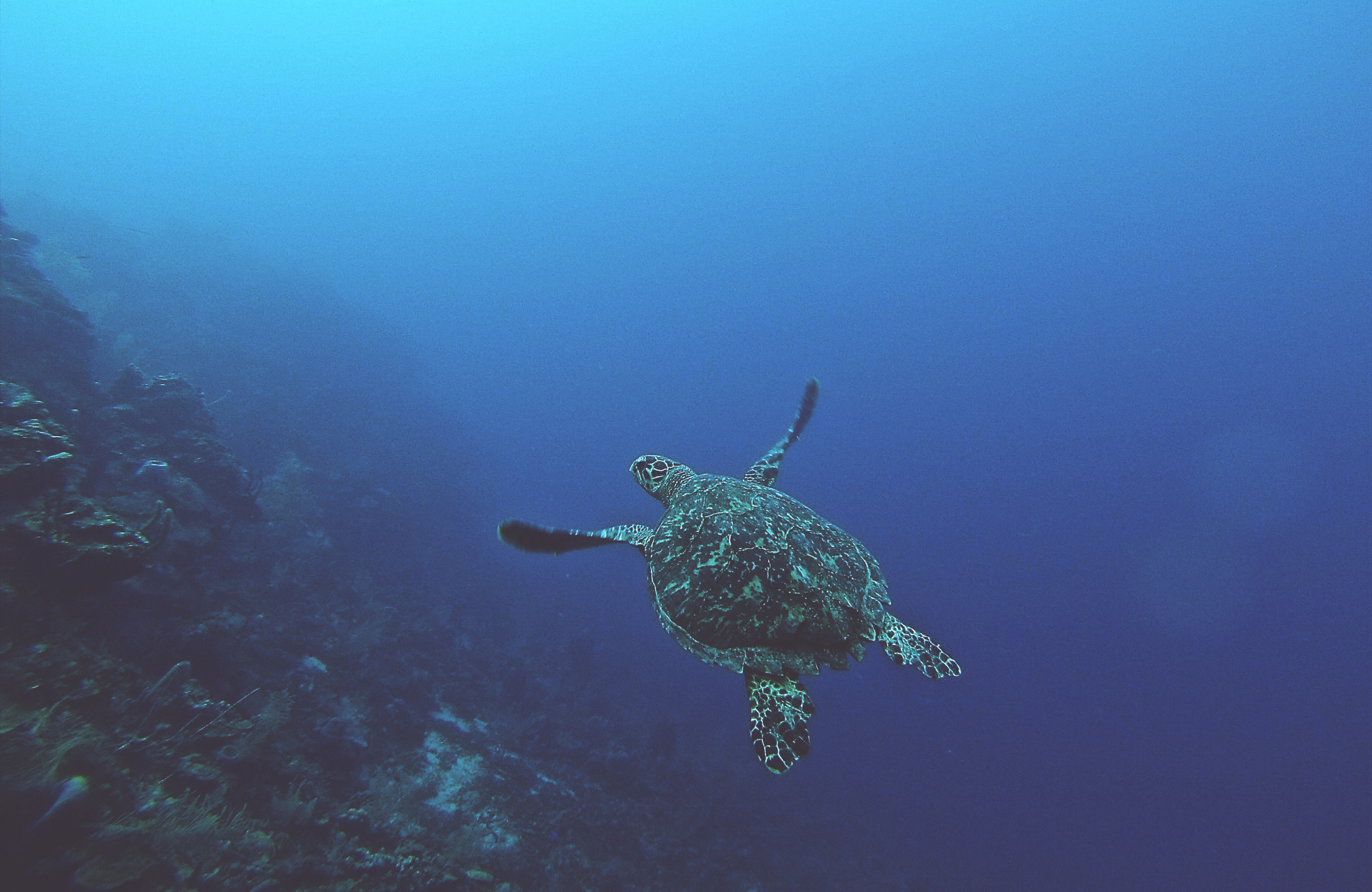 Duiken in Honduras | KILROY