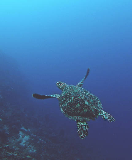 Reizen naar Utila en Roatan met KIRLOY