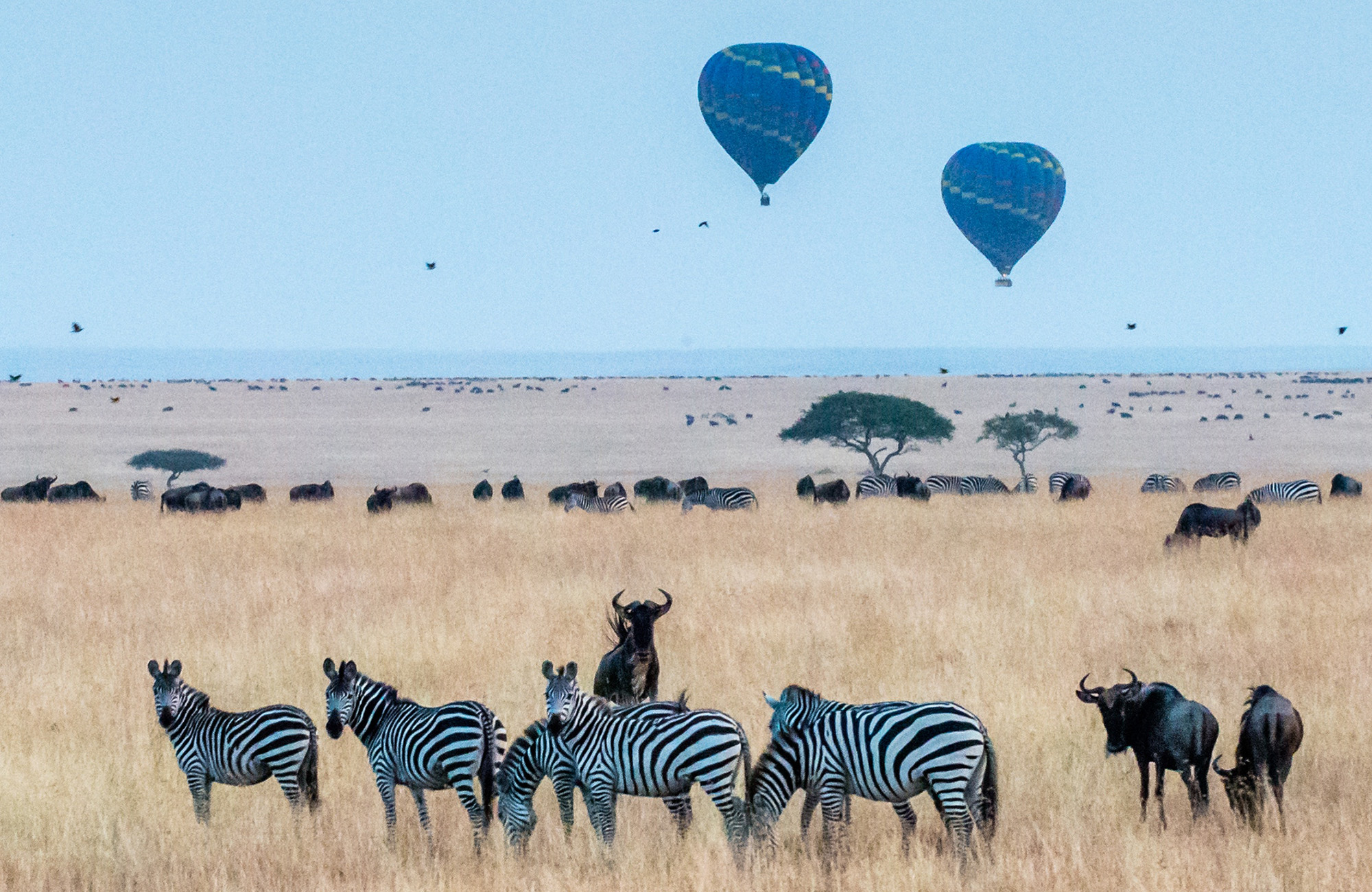 Luchtballonnen vliegen over de savanne met zebra's in Tanzania, Afrika