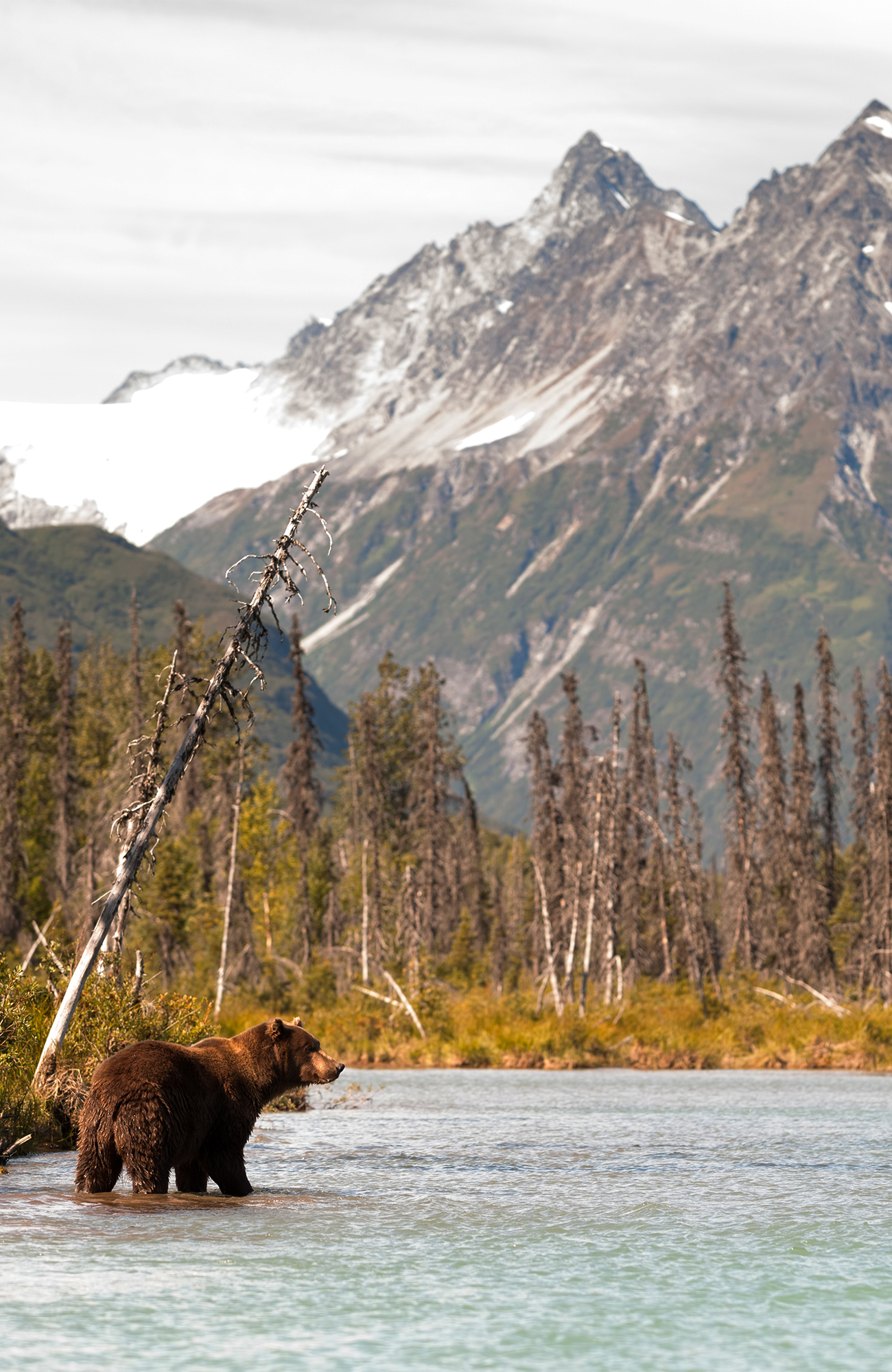 alaska-bear-river-usa-sidebar