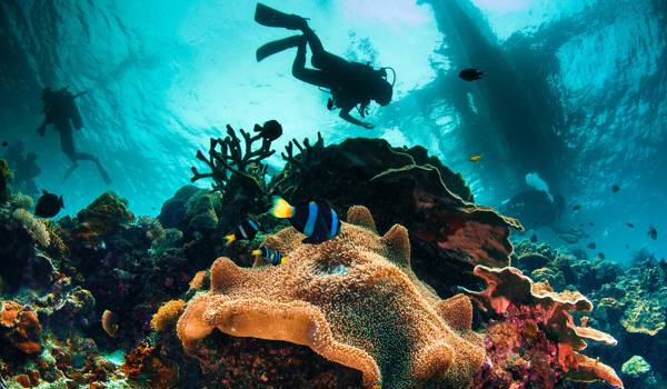 diving-coral-and-fish-cover