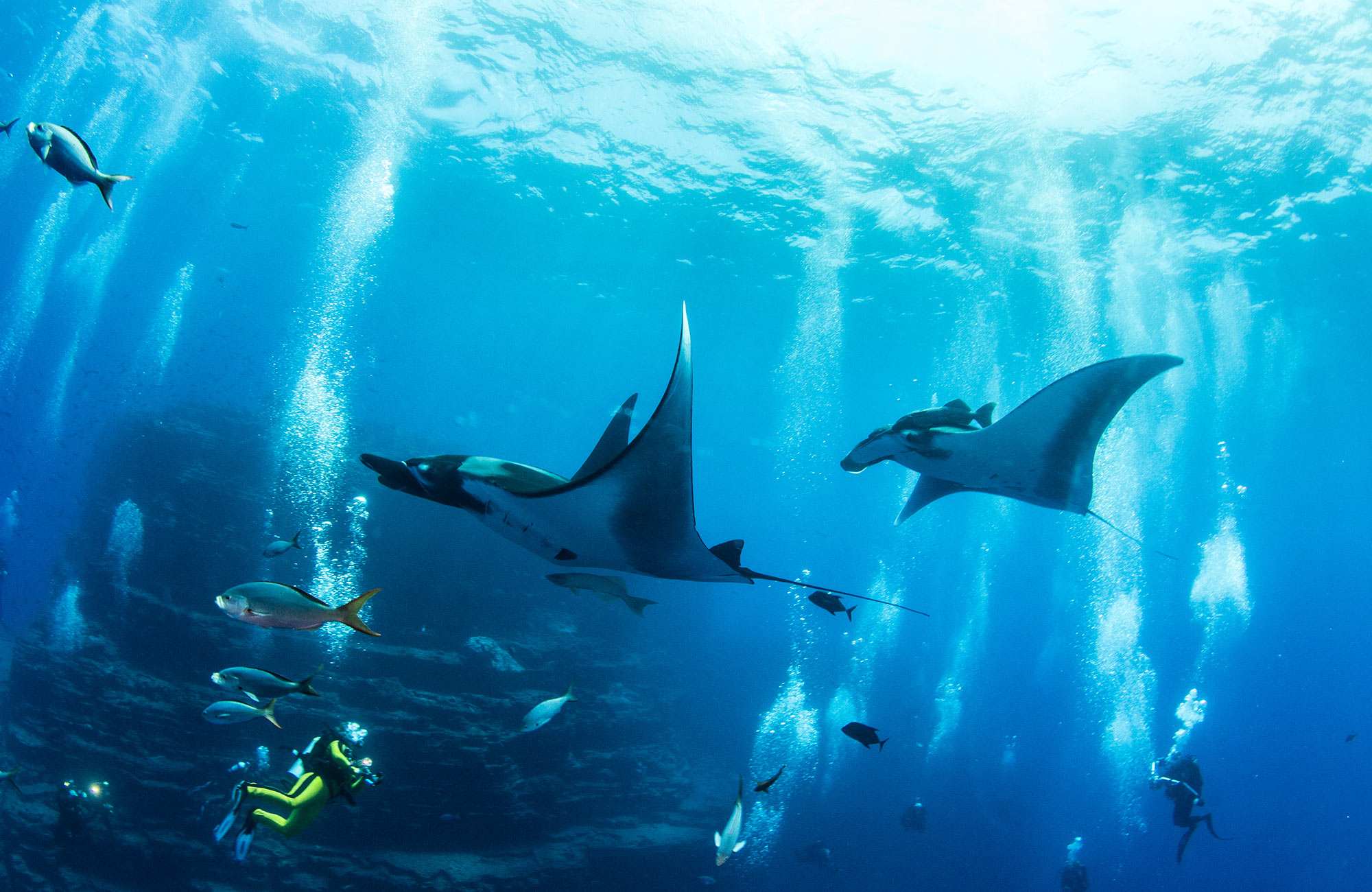 Mantaroggen in het water | Duiken met KILROY