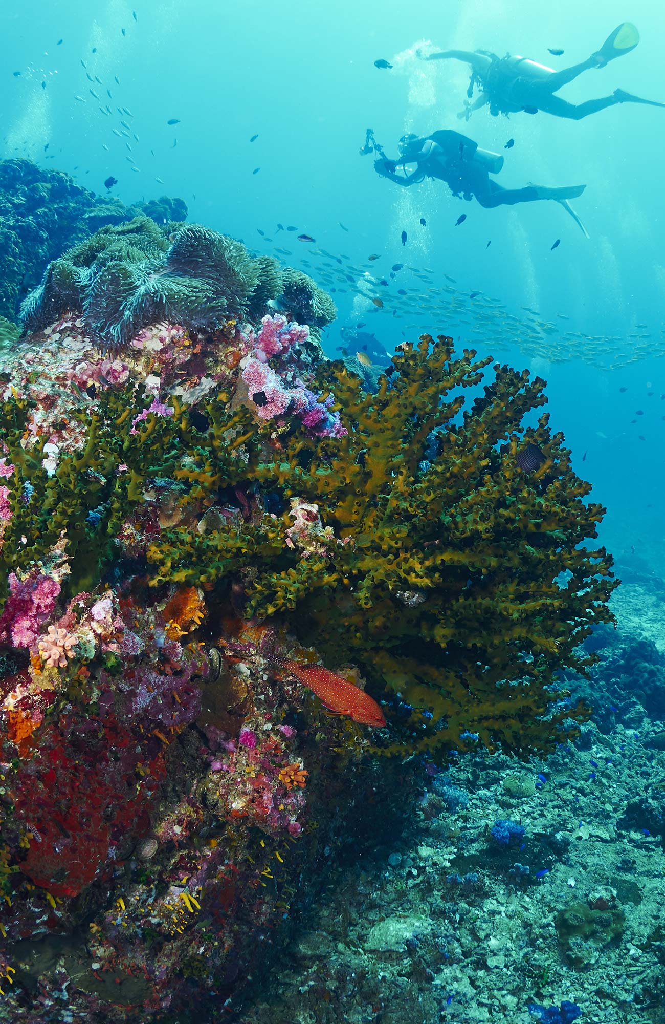 Ga duiken in Thailand