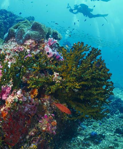 Ga duiken in Thailand