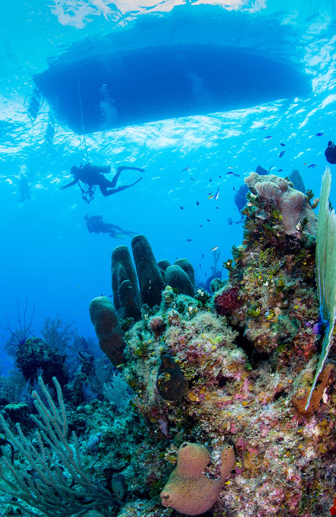 Duiken in de Filipijnen