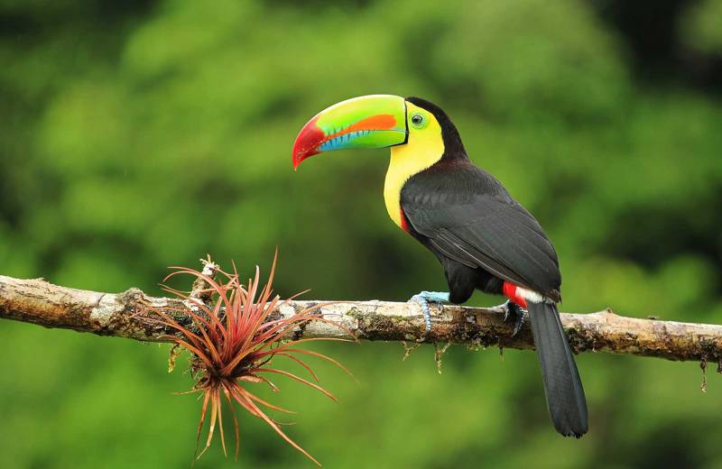 Kleurrijke toekan op een tak van een boom Costa Rica