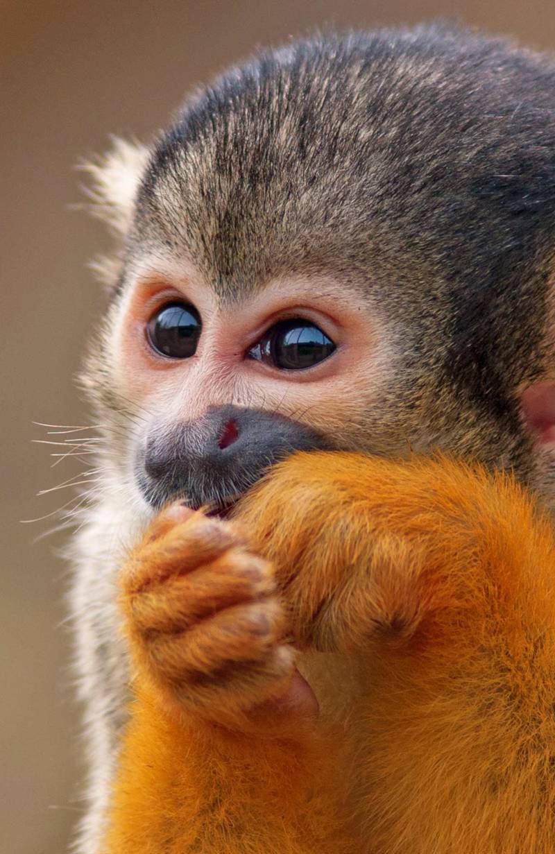 Cheeky monkeys
