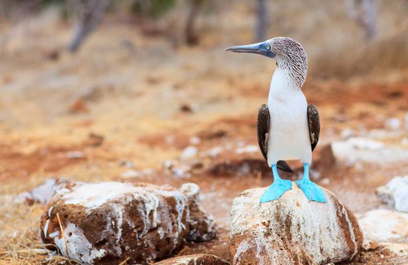 Blue-footed booby on a rock on the Galapagos Islands in Ecuador