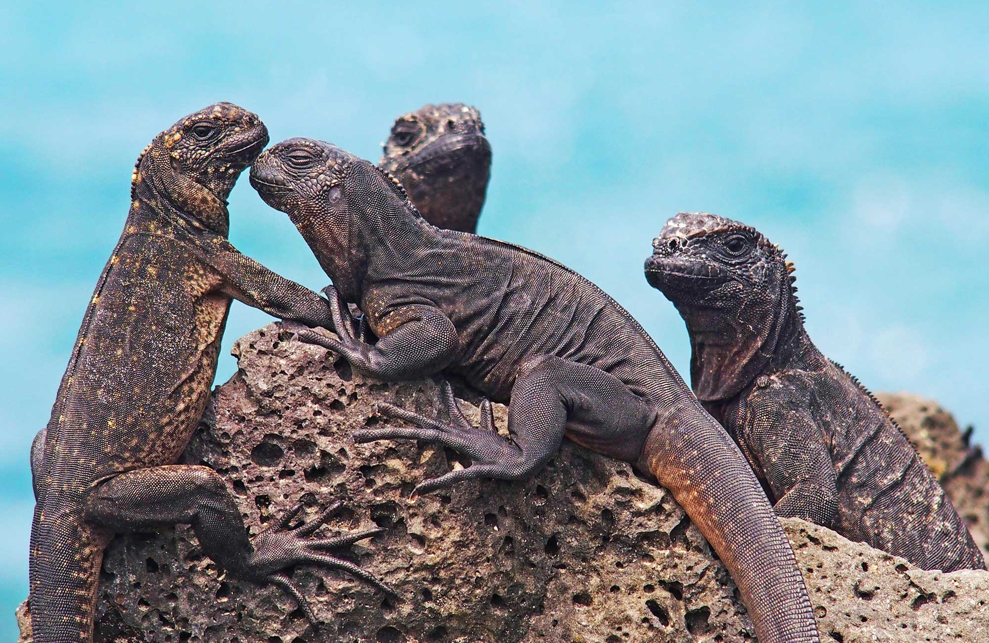 galapagoseilanden komodovaraan vrijwilligerswerk | KILROY