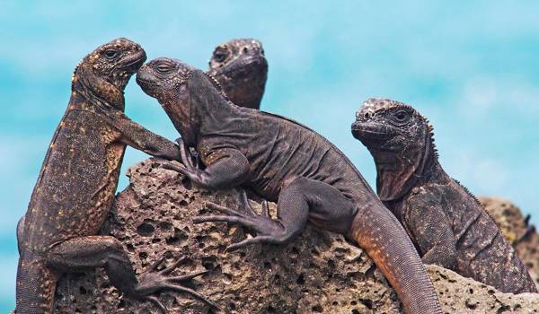 galapagos-ecuador-iguanas-cover
