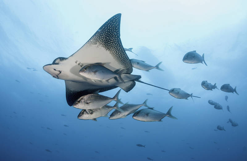 Spotted Eagle Ray among a school of fish near the Galapagos islands in Ecuador