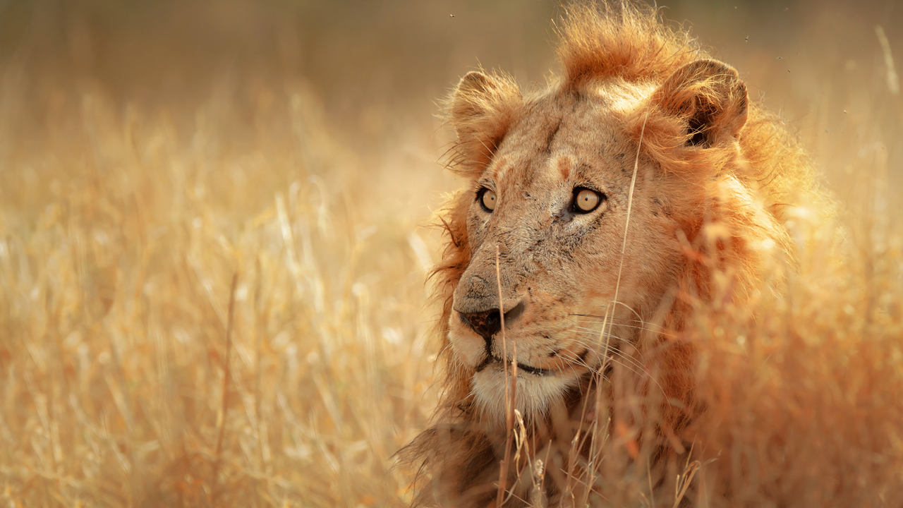 africa-lion-portrait-cover