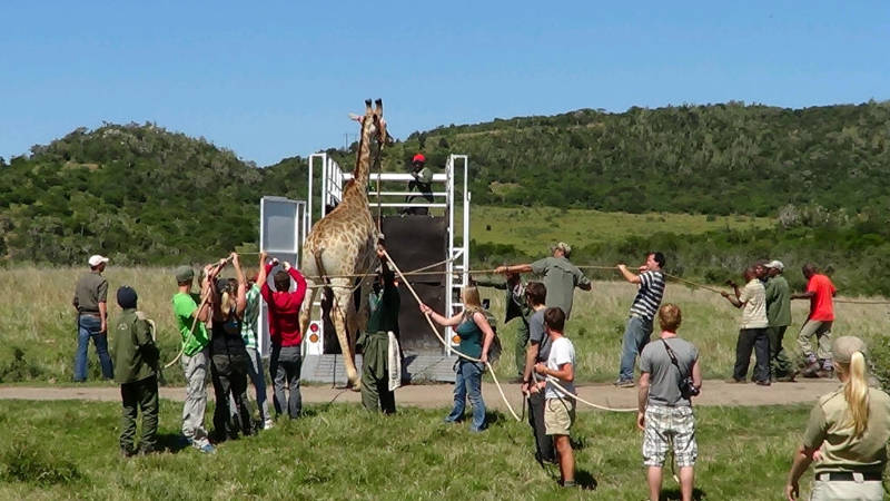 Werken met wildlife in Afrika