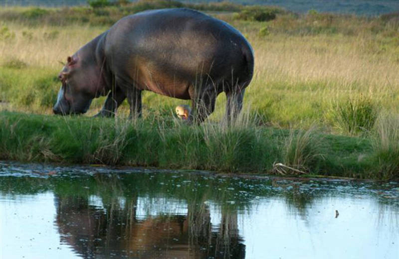 Werken met wildlife in Afrika