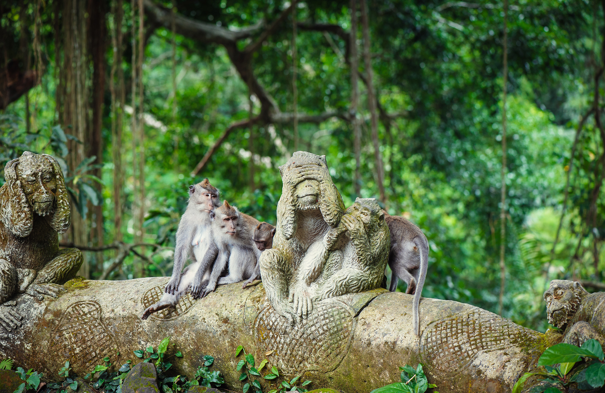 Bali monkey forest | groepsreis in Bali
