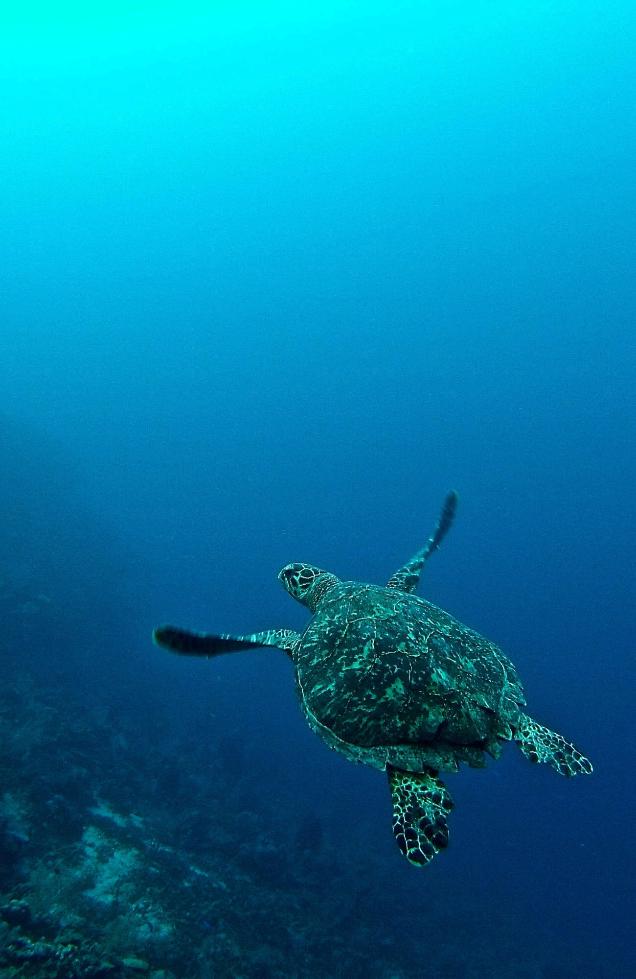 fiji-underwater-turtle-sidebar