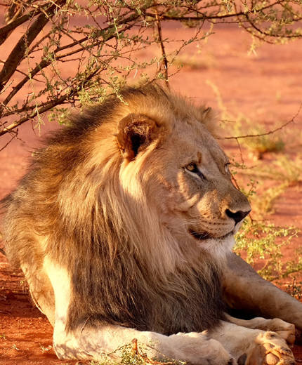 Doe vrijwilligerswerk in Zuid-Afrika