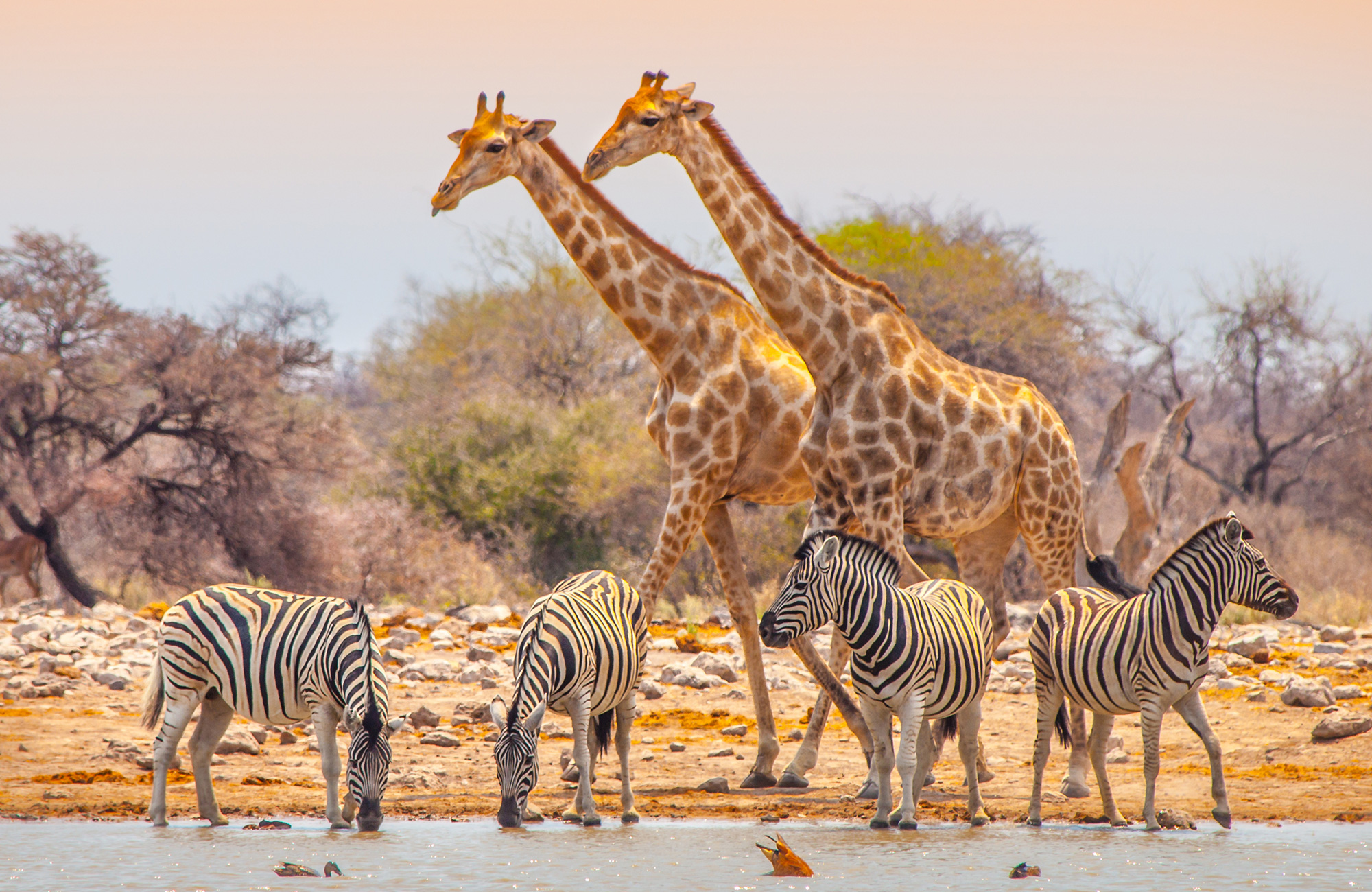 Giraffen en zebra's aan het drinken in Ethosa National park in Namibië, Afrika