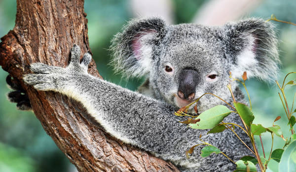 australia-koala-cover