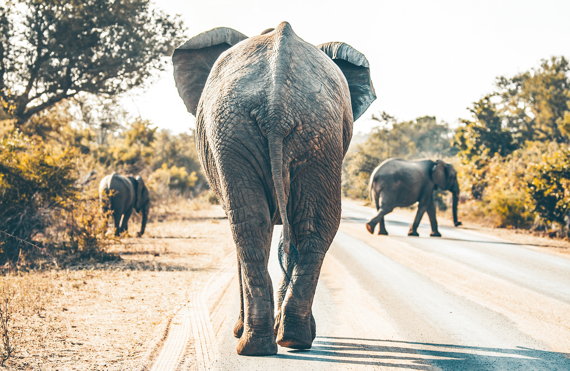 olifant in kruger park