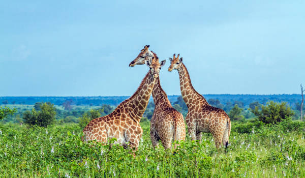 kruger-national-park-giraffes-amid-greenery-cover