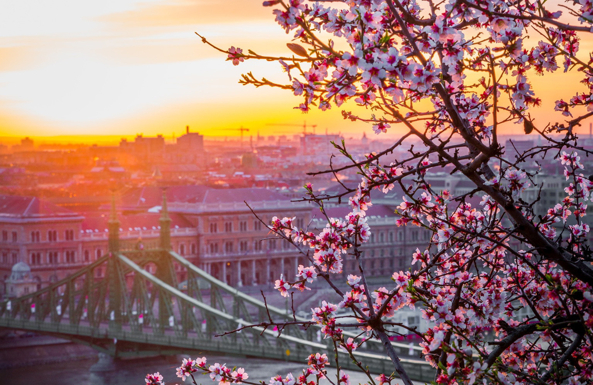 Ontdek de Liberty Bridge tijdens de studiereis naar Boedapest