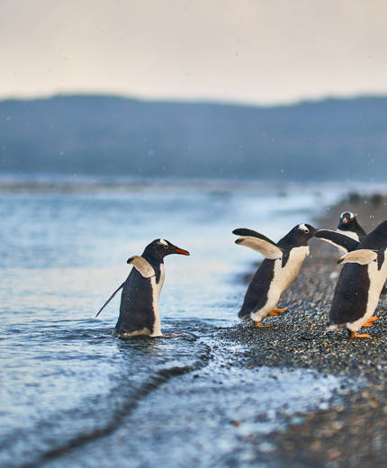 Reizen naar Ushuaia, Argentinië met KILROY