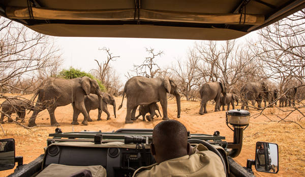 botswana-chobe-nationalpark-elephants-crossing-safari-road