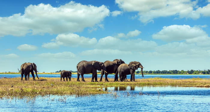 olifanten afrika rondreis