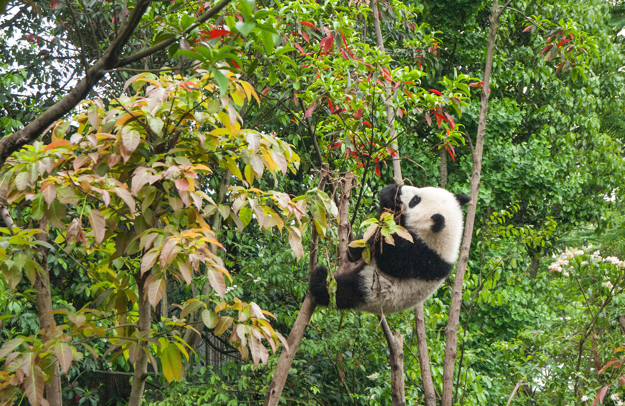 Een panda klimt in een boom in China