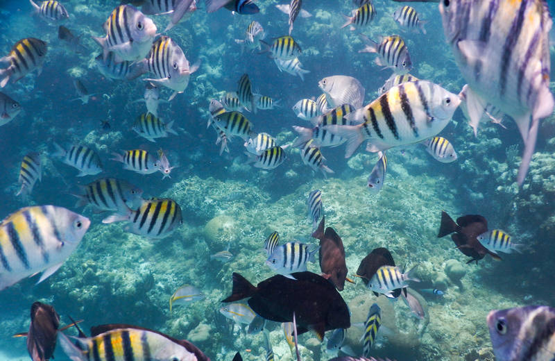 Gestreepte vissen in de oceaan van Costa Rica