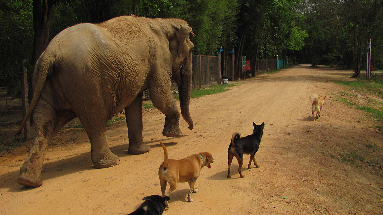 volunteering-thailand-elephant-refuge-elephant-dogs