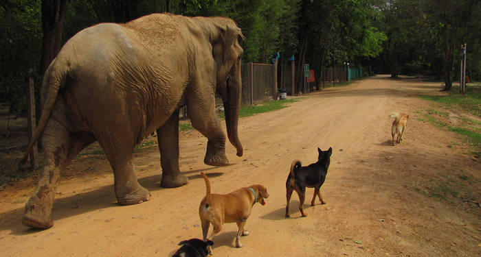 Ga vrijwilligen in het Elephant Refugee Center