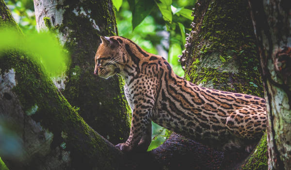 ecuador-amazon-oncilla-wild-cat-in-tree-cover