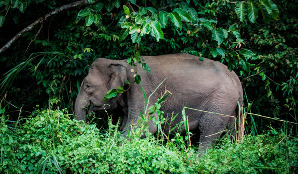 borneo-indonesia-elephant-in-jungle
