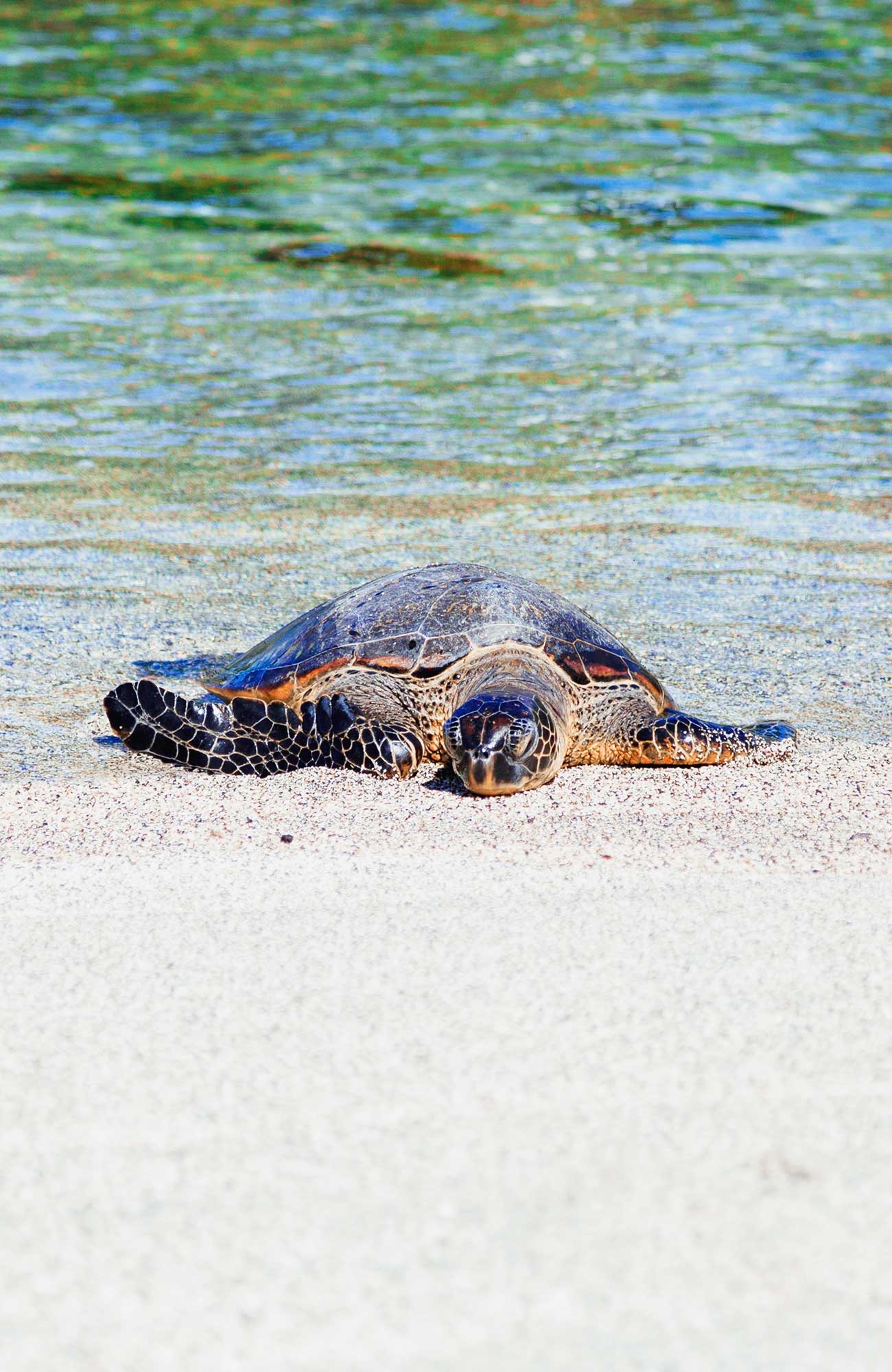 Schildpad op het strand in Costa Rica