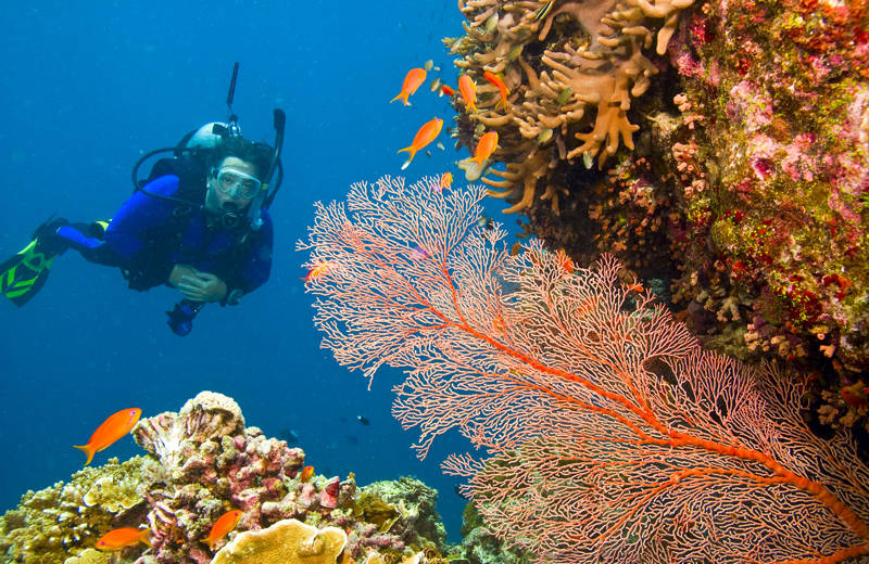 Duiker in de blauwe oceanen van Australië, met op de voorgrond zeer kleurrijk koraal en oranje vissen.