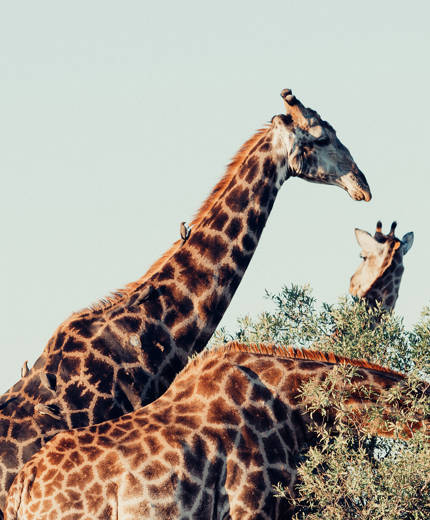 Safari in het Kruger National Park | KILROY