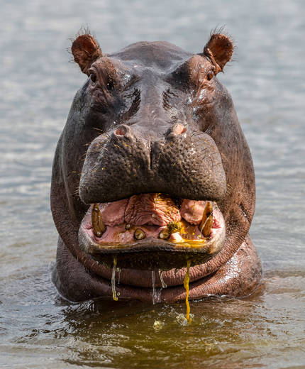 Safari in Botswana | KILROY