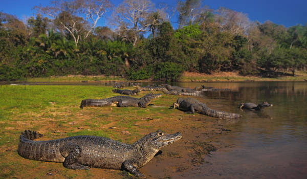 pantanal-brazil-crocodiles-river-bank-evening-cover