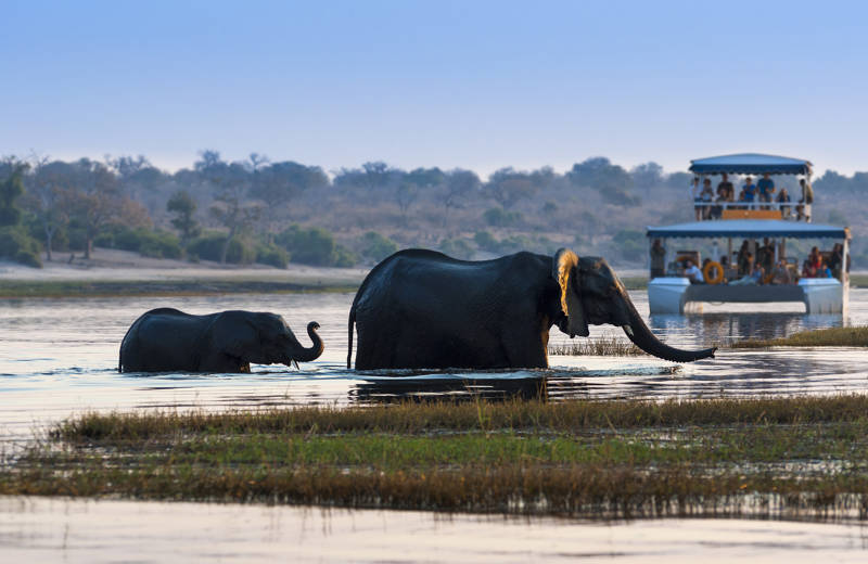 Olifanten in de Okavango Delta