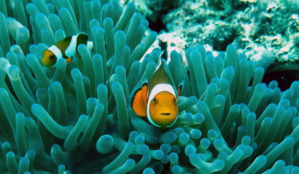 diving-philippines-clown-fish-and-coral-cover